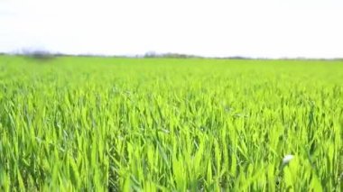 Çiftçilerin organik tarlalarında taze buğday yetişiyor. Genç buğday filizleri.