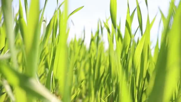 Брін Молодий Пшеничний Хребет Зеленою Молодою Пшеницею Погойдується Вітрі Вранці — стокове відео