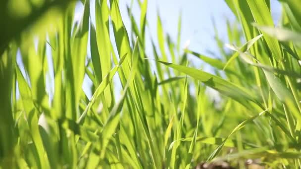 嫩绿的小麦芽在农民的田里随风飘扬 有机小麦青草果汁粉 — 图库视频影像