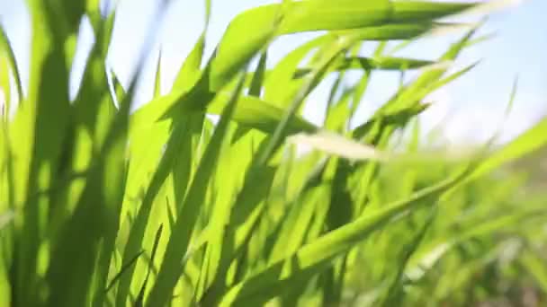 Молодое Пшеничное Поле Весной Ветру — стоковое видео