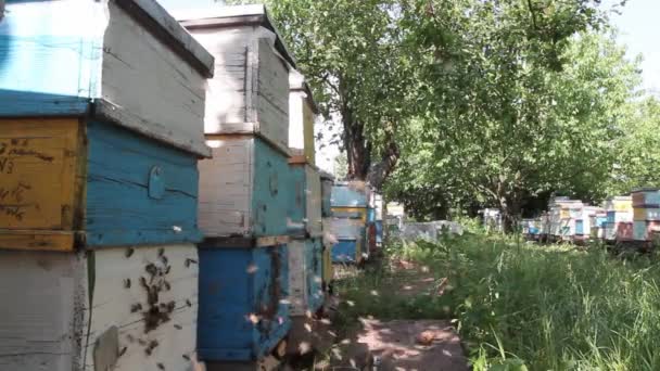 Медові Бджоли Літають Вулик Концепція Бджільництва — стокове відео