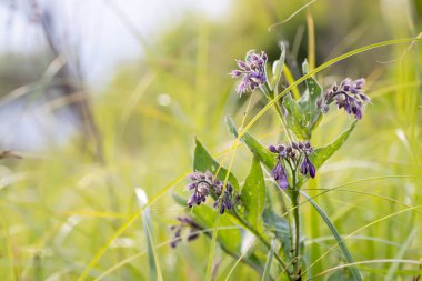 Symphytum officinale, other species of Symphytum, comfrey on meadow. Soft focus