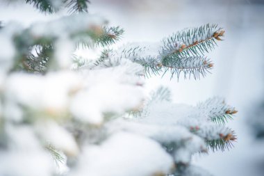 Güzel kış arka plan. Doğal kış duvar kağıdı. Seçici odak ile açık havada kadar karla kaplı Göknar ağacı dalları kapatın. Kopya alanı ile doğa geniş ekran Web banner