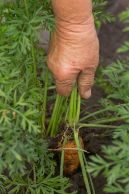 Bir çiftçinin ellerinde taze organik havuçlar. Bahçeden yeni koparılmış havuçlar arka planda. Yaşlı bir kadının ellerinde havuçlar..