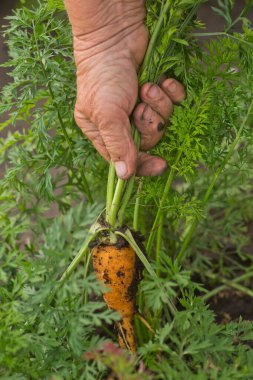 Bir çiftçinin ellerinde taze organik havuçlar. Bahçeden yeni koparılmış havuçlar arka planda. Yaşlı bir kadının ellerinde havuçlar..