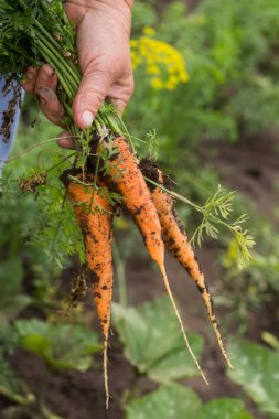 Bir çiftçinin elinde bir avuç havuç. Zeminin zemininde taze havuçlar.
