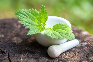 Urtica dioica, yaygın ısırgan otu, ısırgan otu ya da ısırgan otu yaprağı, ya da sadece laboratuvar havan topuzlu bir ısırgan otu ya da iğnesi. Doğal tıp, bitki bilimi.