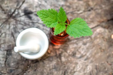 Urtica dioica 'nın organik aroma esaslı yağı, labaratuvar havan topu porseleniyle birlikte eczane şişesinde bulunan ısırgan otu ya da ısırgan otu yaprağı. Alternatif tıp konsepti. Bitkisel ilaç ve homeopati.