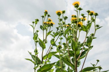 Inula helenium iltihabı bastırır, teri, safrayı ve idrarı uyarır, sinir sistemini sakinleştirir, antiseptik görevi görür.
