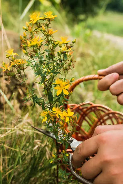 Cutting hand St. John\'s wort. Hypericum - St Johns wort plants yellow flower used in alternative medicine. Medicinal herbs Hypericum for Homeopathic Remedies
