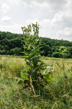 Inula helenium iltihabı bastırır, teri, safrayı ve idrarı uyarır, sinir sistemini sakinleştirir, antiseptik görevi görür.