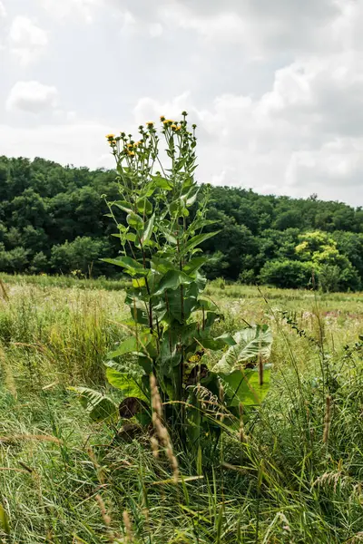 Inula helenium iltihabı bastırır, teri, safrayı ve idrarı uyarır, sinir sistemini sakinleştirir, antiseptik görevi görür.