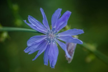 Yeşil çimenlerin arka planında Cichorium Intybus mavi çiçeği. Doğal arka plan. Doğadaki çiçeğin görüntüsü, yakın plan, vahşi hindiba. Cichorium, karahindiba kabilesinde ayçiçeği familyasından bir bitki cinsidir..
