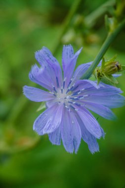 Yeşil çimenlerin arka planında Cichorium Intybus mavi çiçeği. Doğal arka plan. Doğadaki çiçeğin görüntüsü, yakın plan, vahşi hindiba. Cichorium, karahindiba kabilesinde ayçiçeği familyasından bir bitki cinsidir..
