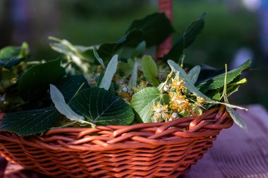 Toplanan ıhlamur, hasır bir sepetin içinde çiçek açar ve yakında şifalı bitkisel bir ilaç haline gelir.