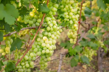 Dolgun, olgun üzümlerle dolu sıra sıra üzümler..