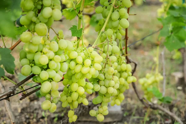 close-up of dew-kissed grapes on the vine, ready for picking.