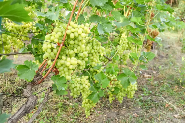 Sun Kissed Grapes Vineyard Harvest Sweetness — Stock Photo, Image