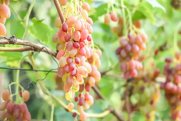 Raisins Succulents Dans Vigne Mûris Perfection — Photo