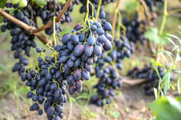 Wiersze Winorośli Obciążonych Aromatycznymi Dojrzałymi Winogronami — Zdjęcie stockowe