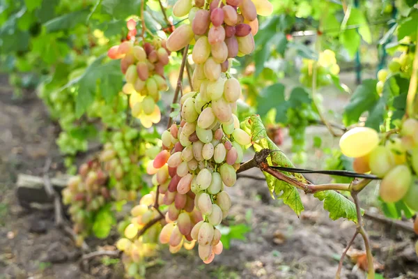 Dojrzałe Winogrona Lśnią Złotych Promieniach Zachodzącego Słońca — Zdjęcie stockowe