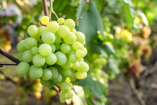 Bogate Odcienie Spadających Winogron Winorośli Skarb Winnic — Zdjęcie stockowe