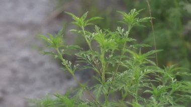 Ambrosia artemisiifolia 'nın çiçek açma aşamasını kaydeden makro video, alerjisi olan otları ve ot çalılarını tetikleyen bir alerji. sağlık hizmeti kavramı.