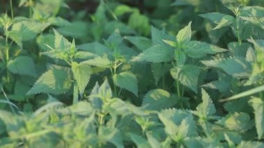 Orman manzarasında Urtica dioica, organik bahçecilik konseptinde ekolojik önemini ve potansiyel kullanımını sergiliyor..