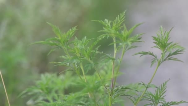 Videoclipul Apropiat Înfloririi Ambrosia Artemisiifolia Celebra Plantă Care Induce Alergie — Videoclip de stoc
