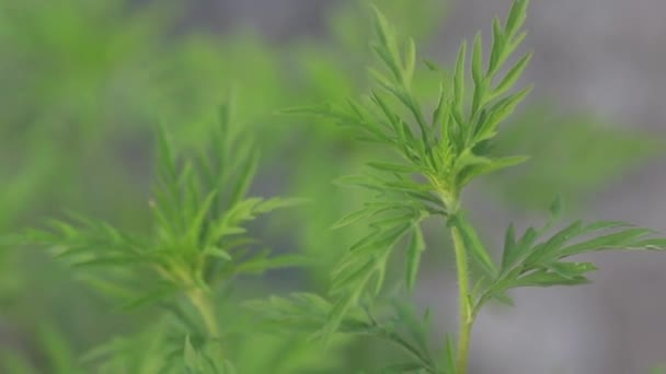 Detaillierte Aufnahmen Von Ambrosia Artemisiifolia Voller Blüte Einem Häufigen Allergen — Stockvideo