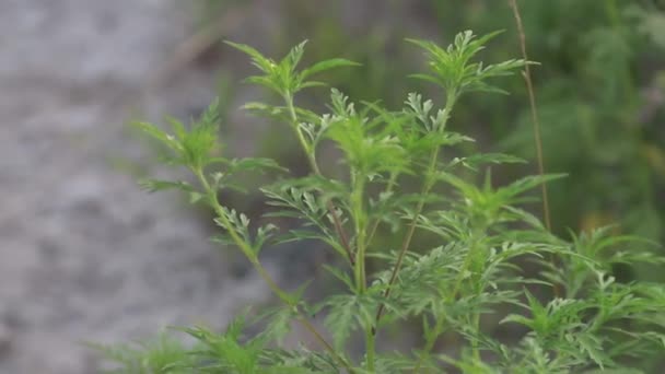 Macro Videó Rögzíti Virágzó Szakaszában Ambrosia Artemisiifolia Allergia Kiváltó Gyomok — Stock videók