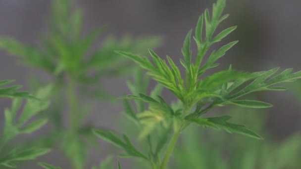 Imagens Vívidas Planta Produtora Pólen Ambrosia Artemisiifolia Conhecida Por Alergias — Vídeo de Stock