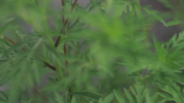 Vídeo Detalhado Close Mostrando Ambrosia Artemisiifolia Alergênica Durante Sua Estação — Vídeo de Stock