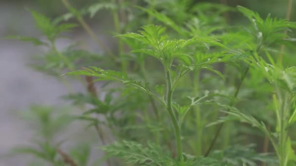 Högupplöst Video Ambrosia Artemisiifolia Blom Källa Till Säsongsbunden Allergi Ogräs — Stockvideo
