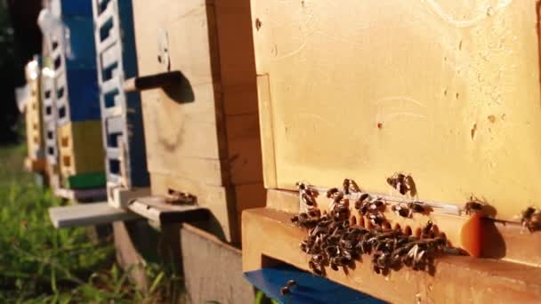 Lebah Mendarat Sarang Papan Pendaratan Pada Hari Musim Panas Yang — Stok Video