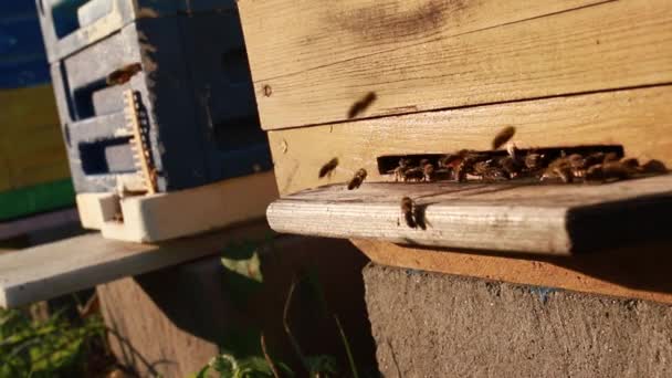 Μέλισσες Δράση Καθώς Πετούν Και Επιστρέφουν Στην Κυψέλη Μια Ζεστή — Αρχείο Βίντεο