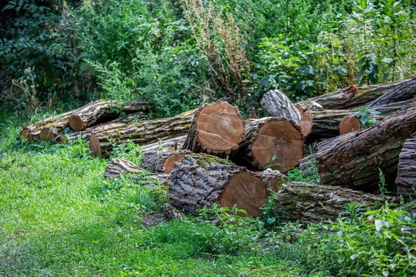Log trunks pile, logging timber wood industry. pile in the yard of the house for further gathering of firewood for heating the house in winter.