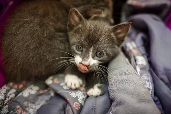 A small gray kitten stuck out its tongue, licking its lips. litter of kittens in a plastic crate, waiting for rescue.
