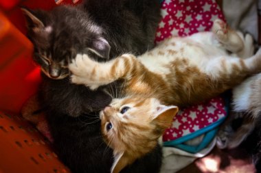 Şirin ve terk edilmiş kediler plastik bir kutuda sığınak bulurlar..