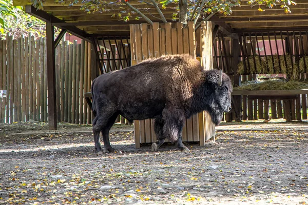 Bison in the zoological garden. Bison in the park