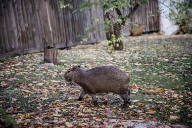 Capybara hayvanat bahçesinde güneşli bir sonbahar gününde güneşleniyor..