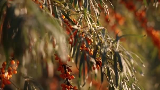 Sea Buckthorn Bushes Garden Close Sea Buckthorn Bushes Garden Bushes — Stock Video