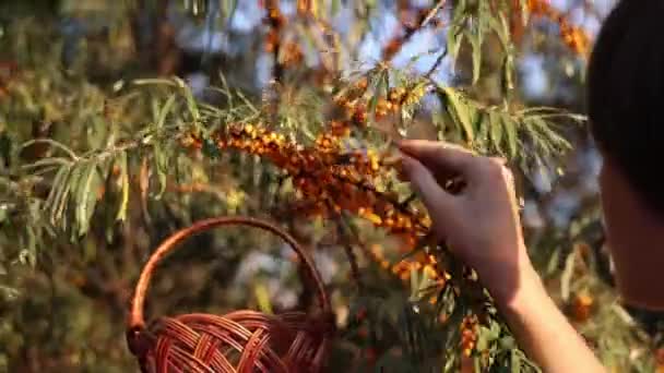 小さな農夫が海のバックソーンベリーを収穫 茂みから海のバックソーンベリーを収穫する少年 — ストック動画