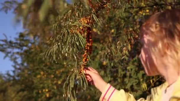 소녀는 숲에서 Buckthorn 열매를 수집합니다 Buckthorn 건강하고 다재다능한 — 비디오
