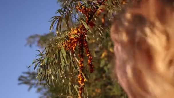 Una Bambina Raccoglie Bacche Olivello Spinoso Selvatico Nella Foresta Medicinale — Video Stock