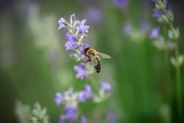 honey bee extracts nectar from purple lavender flowers in Provence.