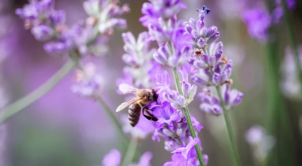 honey bee extracts nectar from purple lavender flowers in Provence.