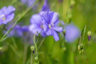 Ormanda çiçek açan güzel keten çiçekleri. Çiçek arka planı