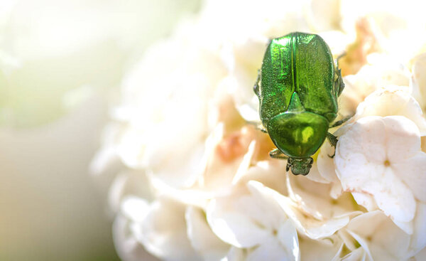 Green chafer, Cetonia aurata, rose chafer or the green rose chaferon white hydrangea flower in garden