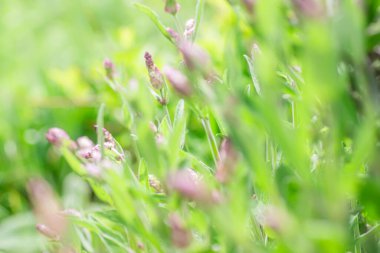 Baharda çiçek tarlasında bilge çiçek tomurcukları. Yumuşak odaklı yeşil çimen arka plan, sığ alan derinliği, seçici odaklanma. Mavili.